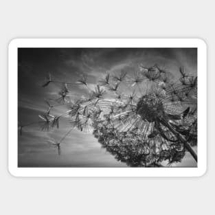 Summer Breeze Dandelion (Noir Texture) Sticker